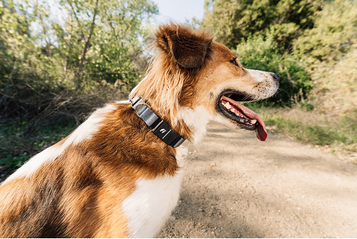 Dogs Are Getting Fatter And Dying Sooner But New Tech From Fi Comes To The Rescue
